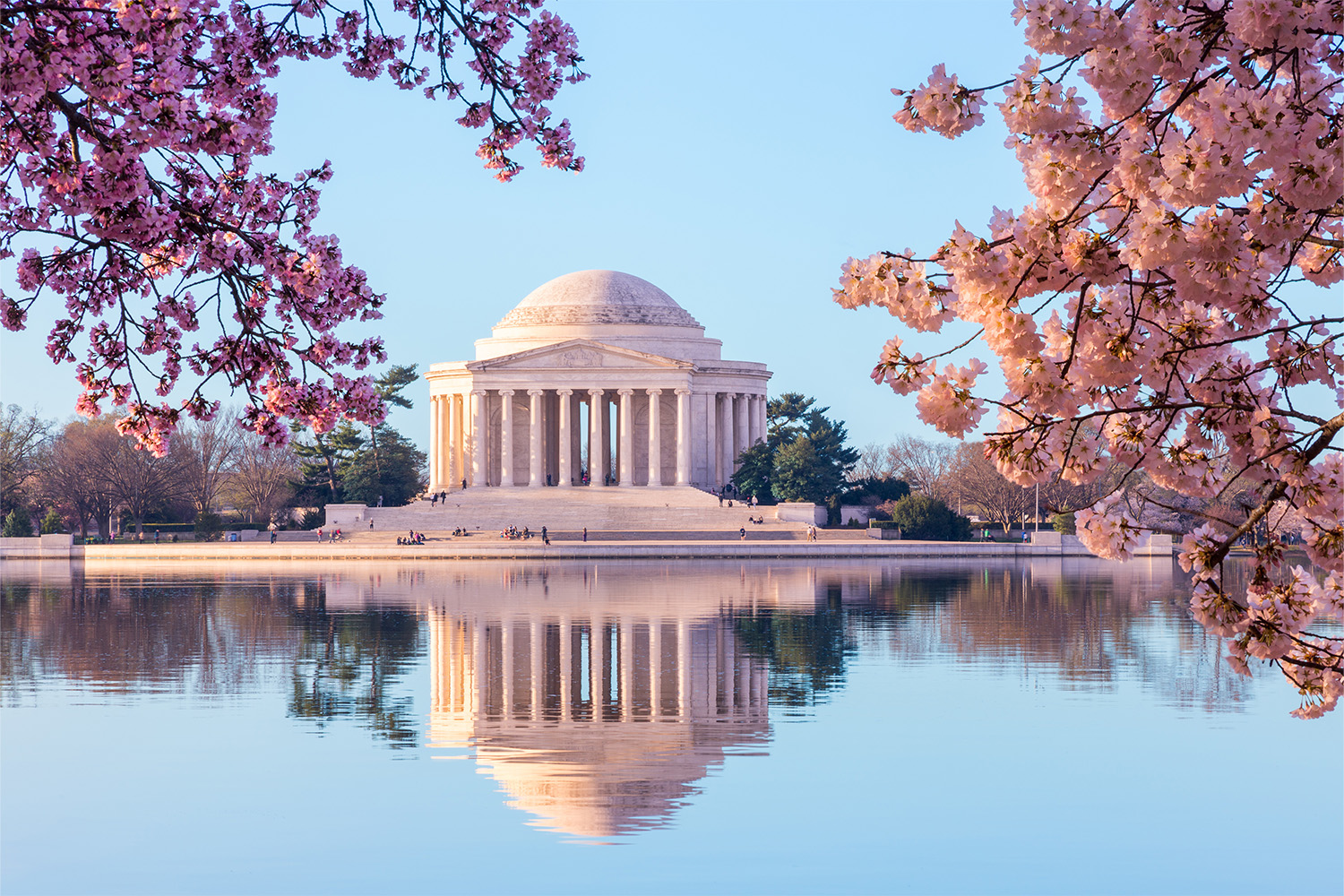 A TouristFree Guide to DC’s Cherry Blossom Season InsideHook