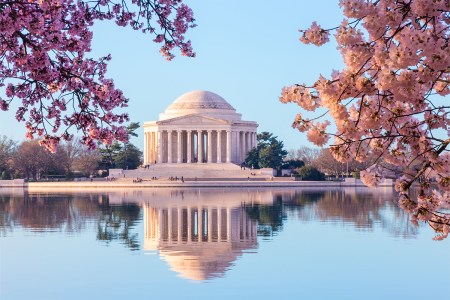 Cherry Blossom season in Washington DC
