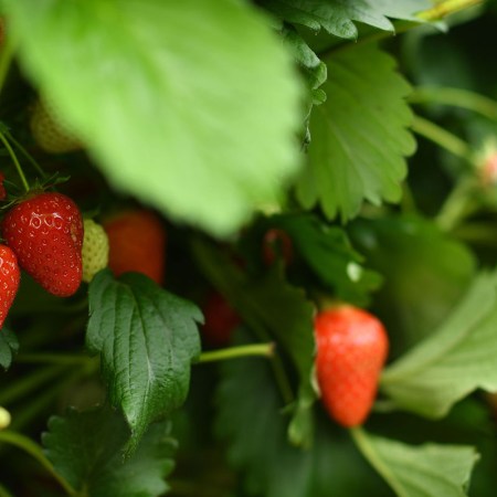 A close-up of a strawberry bush.