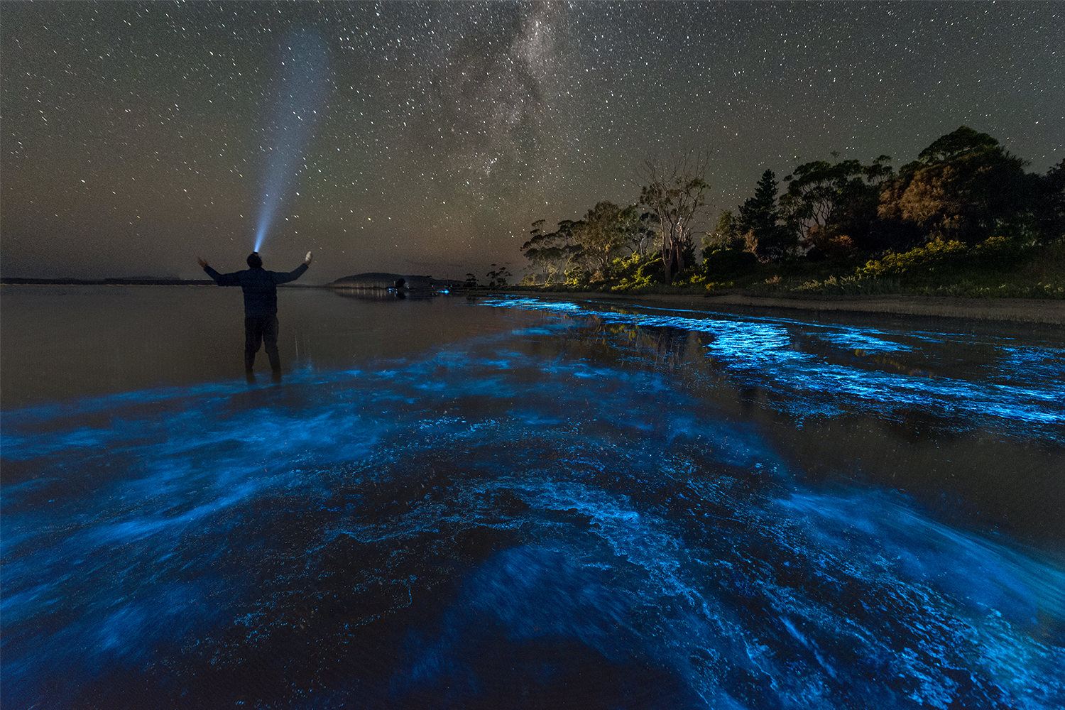 Bioluminescent Tourism Is on the Rise. What the Hell Is Bioluminescence?