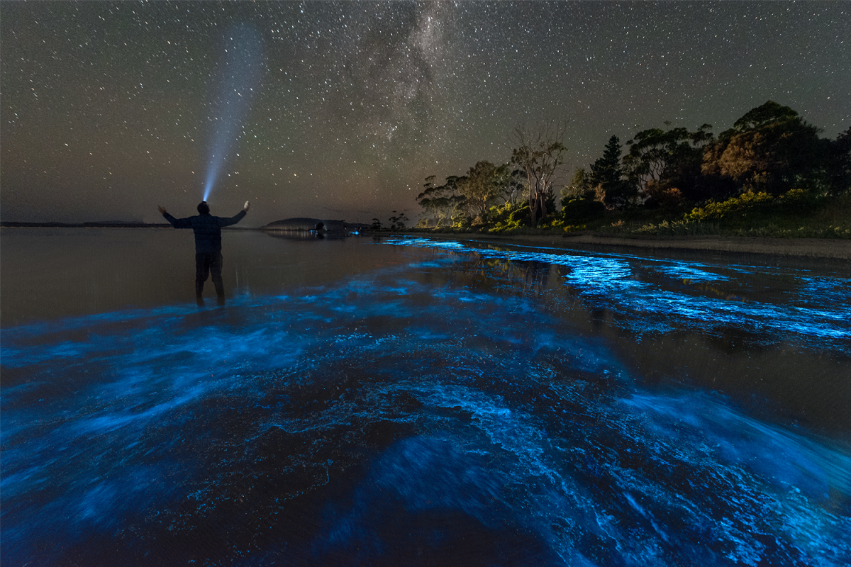 Bioluminescent Tourism Is on the Rise. What the Hell Is Bioluminescence?