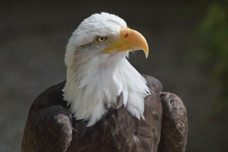 Bald eagle