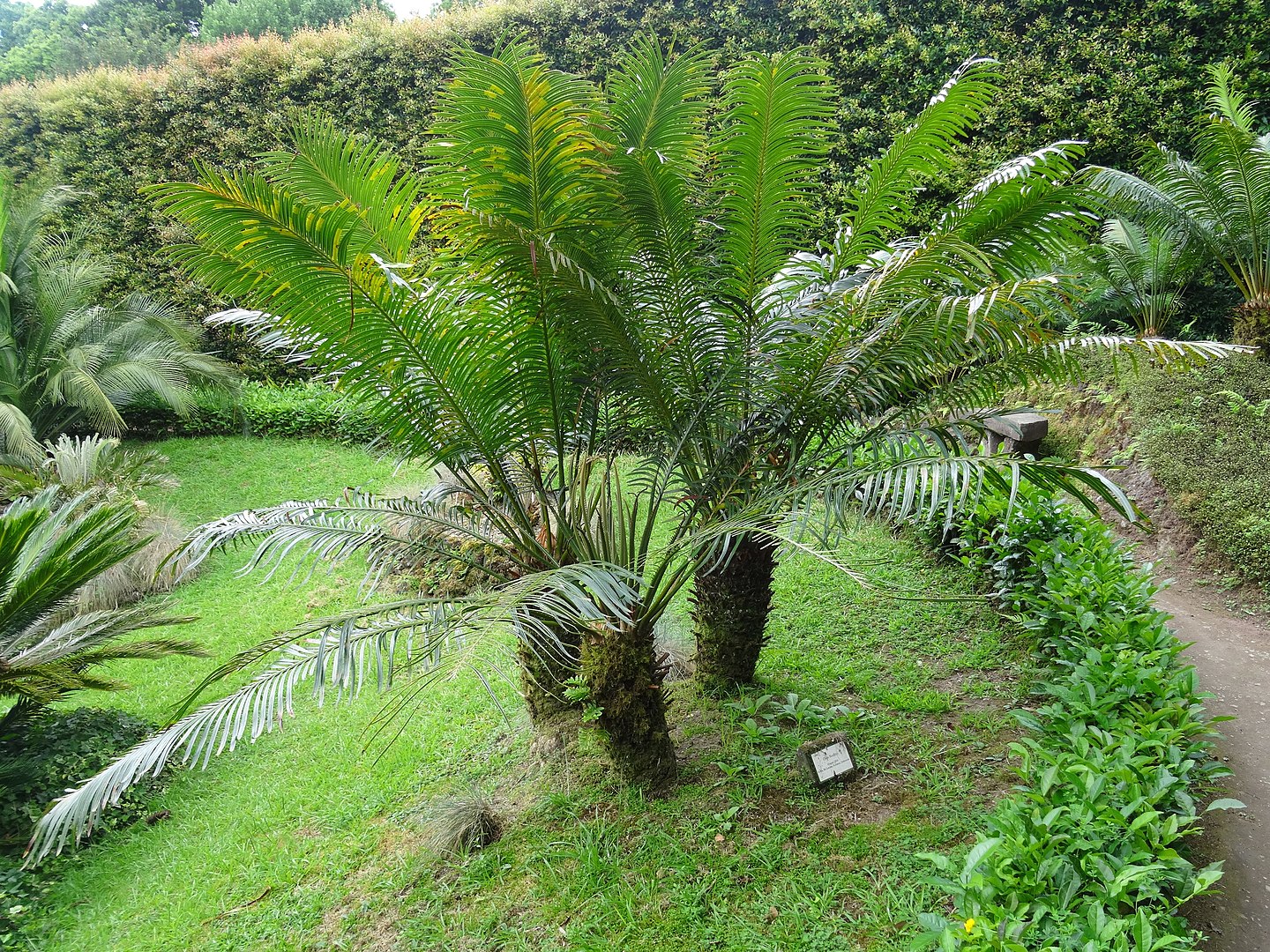 Cycads