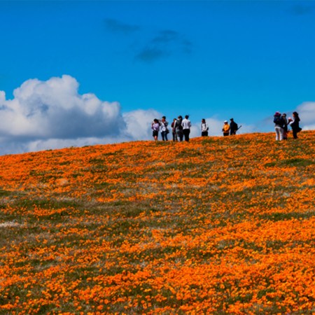 Antelope Valley California Poppy Reserve