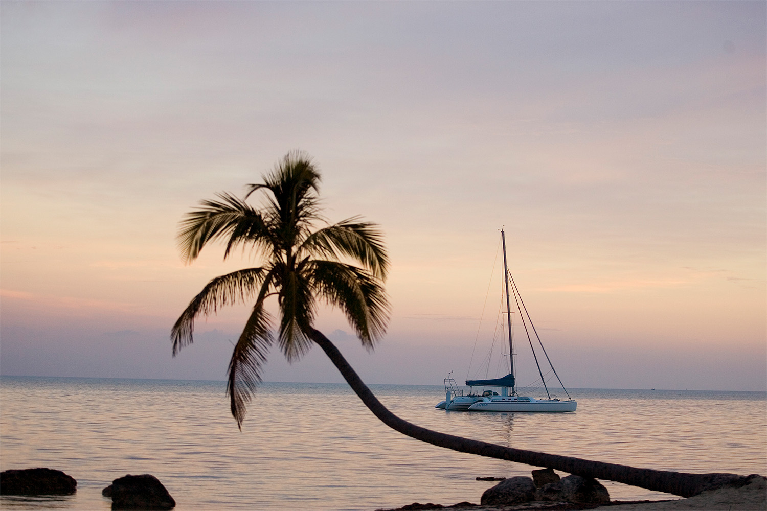 Palm tree and sailboat, Florida, Islamorada