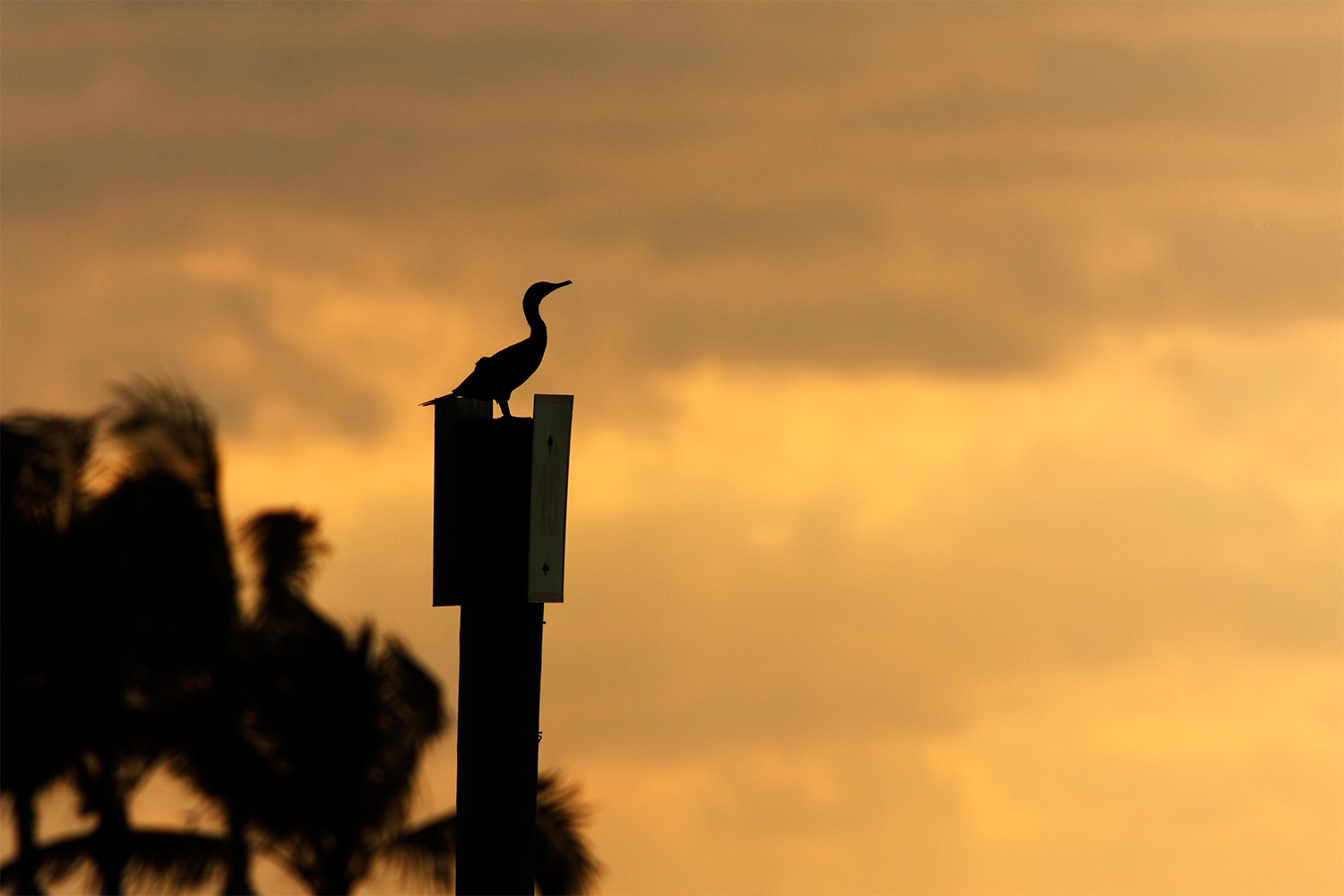Double-crested cormorant (Phalacrocorax auritus) sitting on pole in sunset, Curry Hammock State Park, Florida, USA