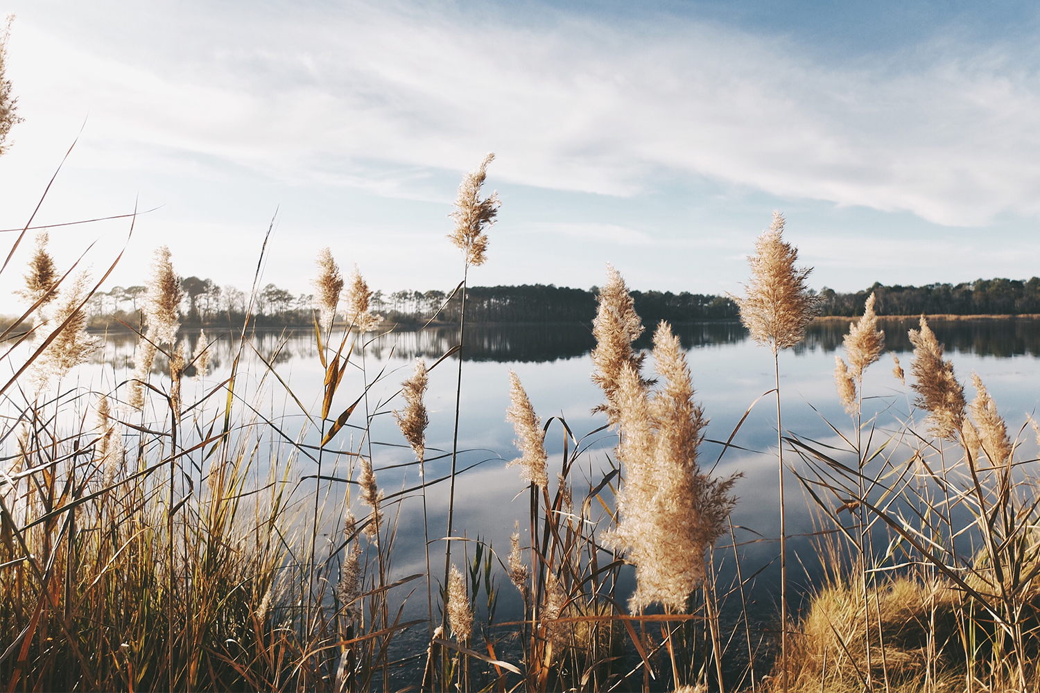 Tall grasses in the foreground and a lake surrounded by trees in the background. Can natural environments like lakes be granted the same legal rights as people and corporations?
