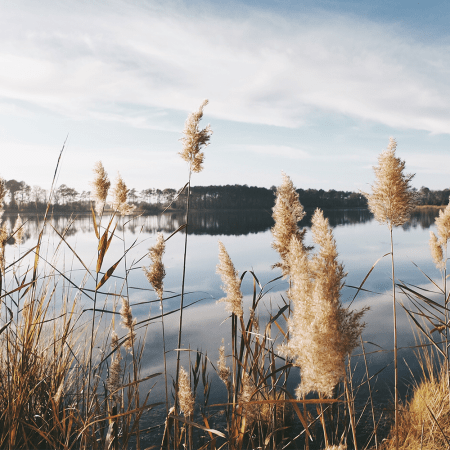 Tall grasses in the foreground and a lake surrounded by trees in the background. Can natural environments like lakes be granted the same legal rights as people and corporations?