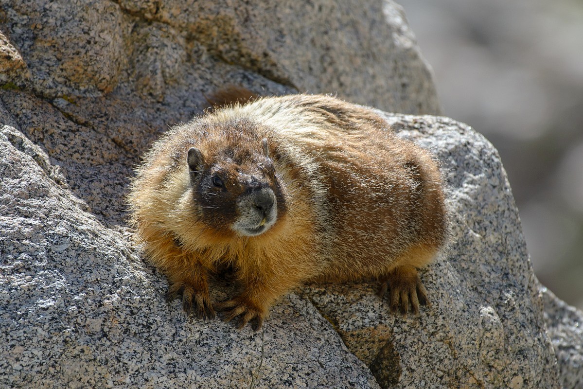 Yellow-bellied marmots, who might hold the key to human aging