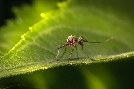 California May Use Genetically Engineered Mosquitos to Halt the Spread of Disease