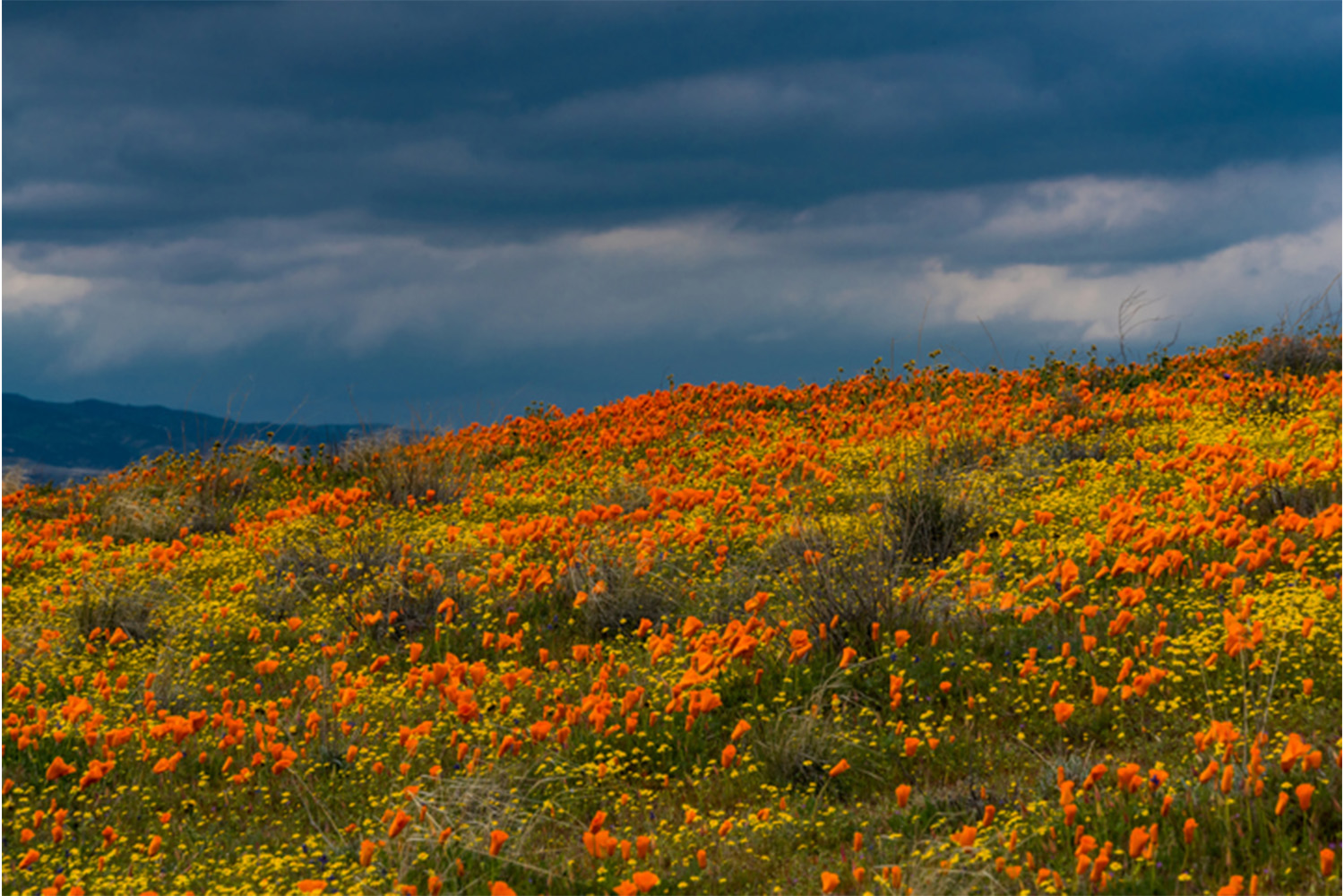 Antelope Valley California Poppy Preserve 