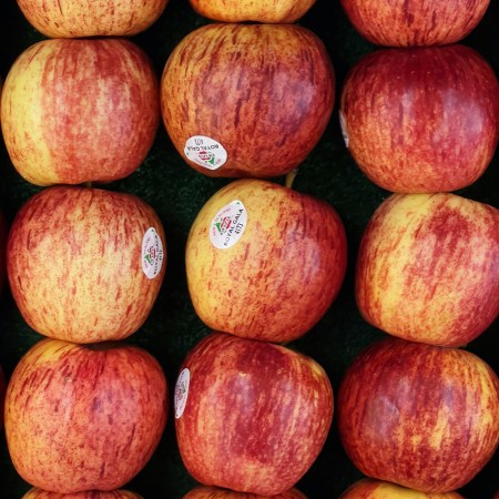 A bunch of Gala apples at a grocery store with produce stickers. A new article at The Verge looks at how these stickers do not decompose in their current form.