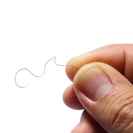 Single black hair in hand on white background