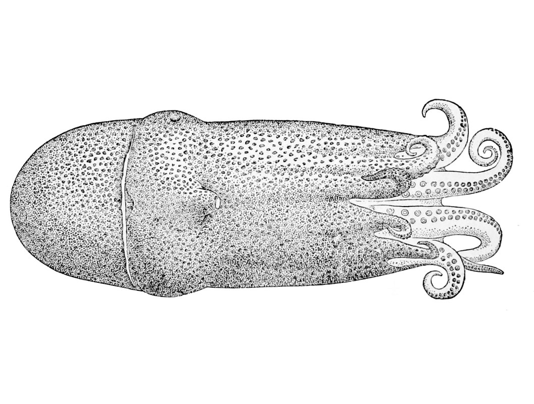 Seven-arm octopus