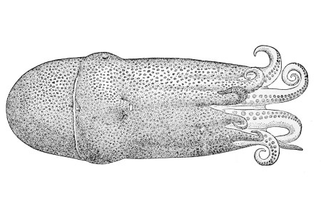 Seven-arm octopus