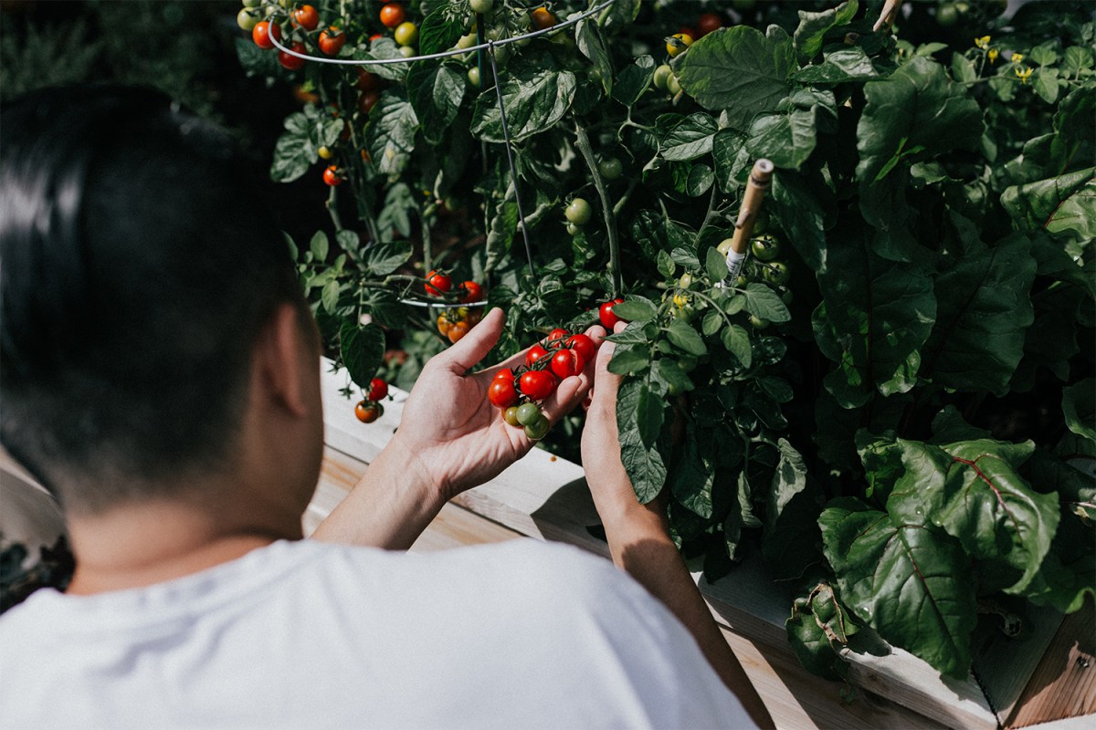 A person picks cherry tomatoes off a plant in their backyard. We spoke with DC gardening pro Joshua Singer about growing your own food in the city.
