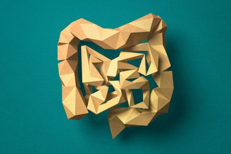 A concept rendering of the digestive system.