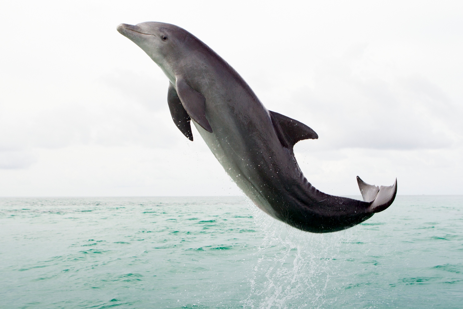Dolphin leaping in open ocean. Last summer, researchers observed a case where dolphins were swimming around and playing with an anaconda, normally a snake animals don't mess with.