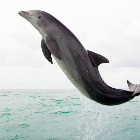 Dolphin leaping in open ocean. Last summer, researchers observed a case where dolphins were swimming around and playing with an anaconda, normally a snake animals don't mess with.