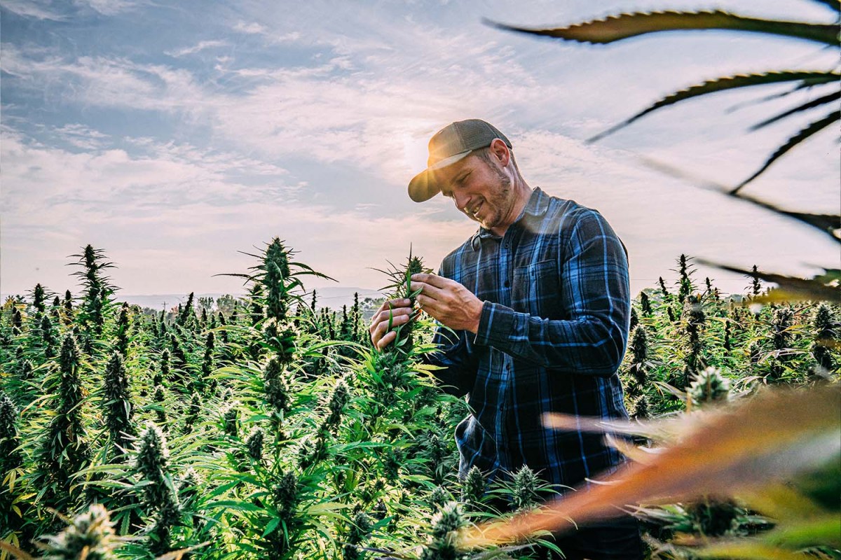 A farmer looking at cannabis plants. According to a new Forbes feature, weed tourism is already a $17 billion industry in the U.S.