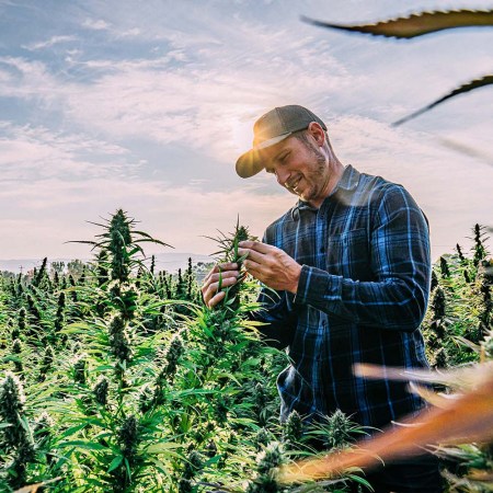 A farmer looking at cannabis plants. According to a new Forbes feature, weed tourism is already a $17 billion industry in the U.S.