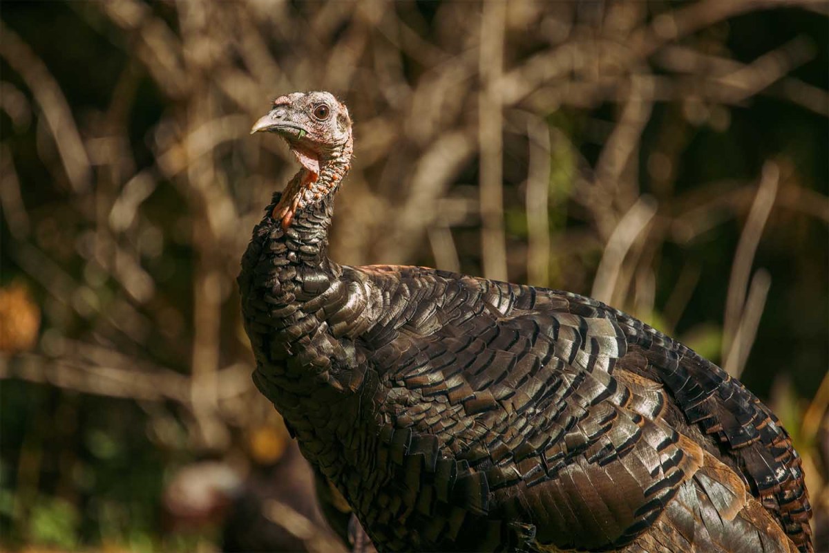 A wild turkey. One such turkey is tormenting trail-goers in the Washington, DC area.