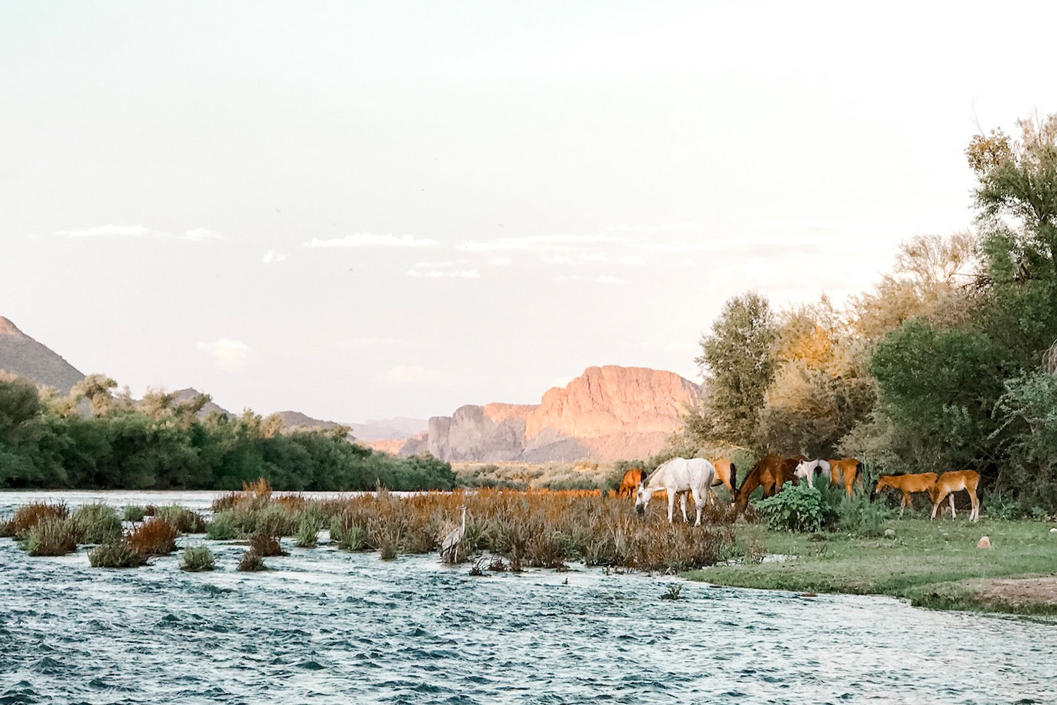 Wild Horses along the Salt River Tonto National Forest
