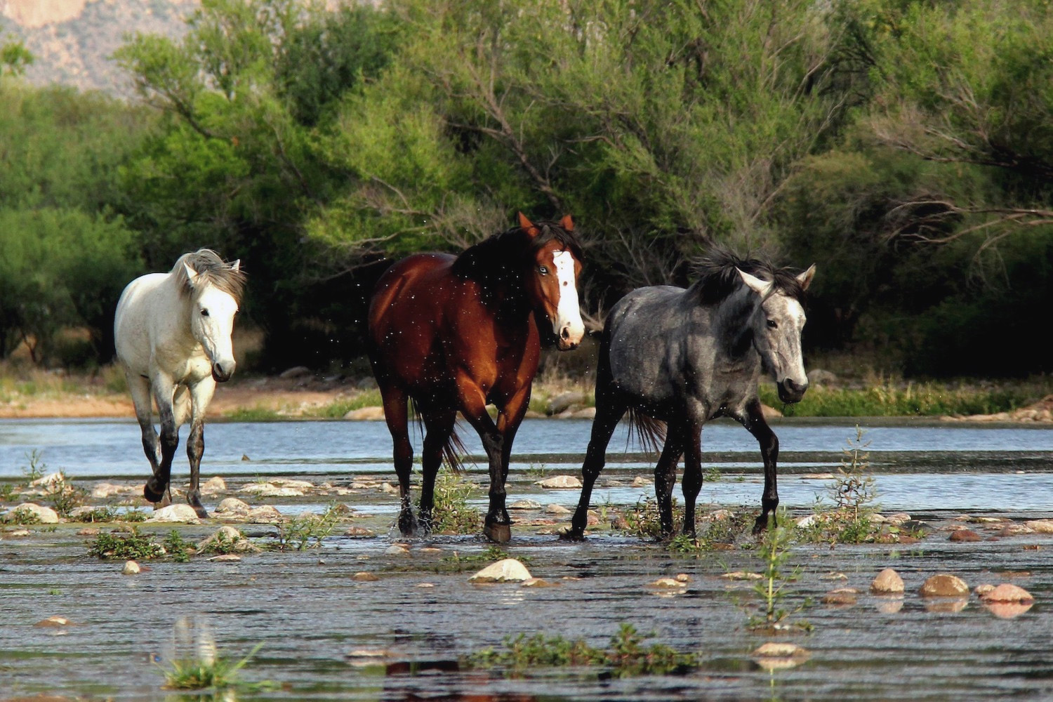 Laukiniai arkliai druskos upėje.