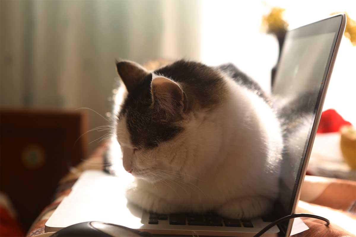 working place with laptop mouse and lazy funny cat laying on warm keyboard close up photo. Over a third of people using pet names as part of their online passwords, which is a serious security flaw.