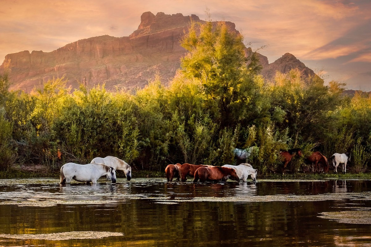 Arizona’s Wild Horses Are Living Emblems of the Old West InsideHook