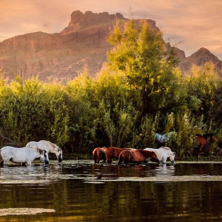 Wild Salt River Horses at Salt River Sunset