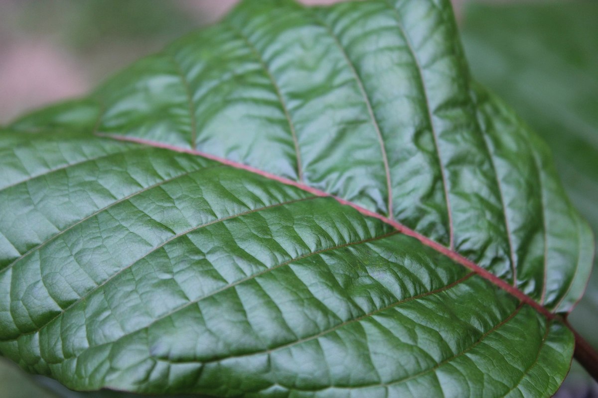 Kratom leaf