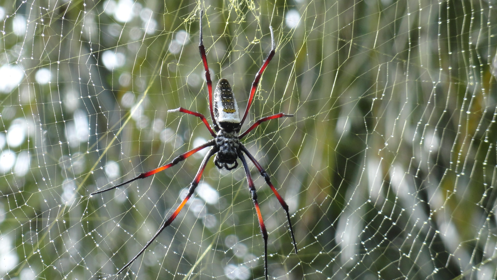 A large spider sitting on a web. A new study looks at the large black market for spiders and other arachnids.