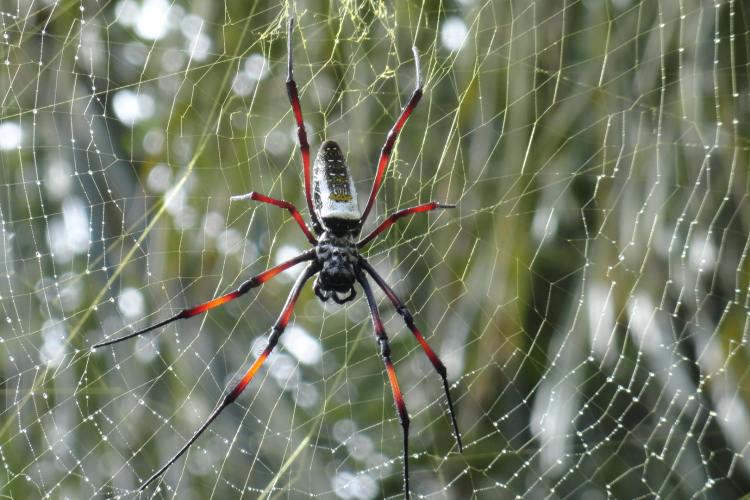 A large spider sitting on a web. A new study looks at the large black market for spiders and other arachnids.