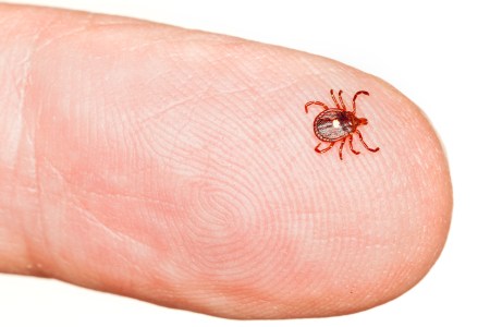 A lone star tick on the end of a finger. A bite from a lone star tick can cause alpha-gal syndrome, which makes humans allergic to red meat.