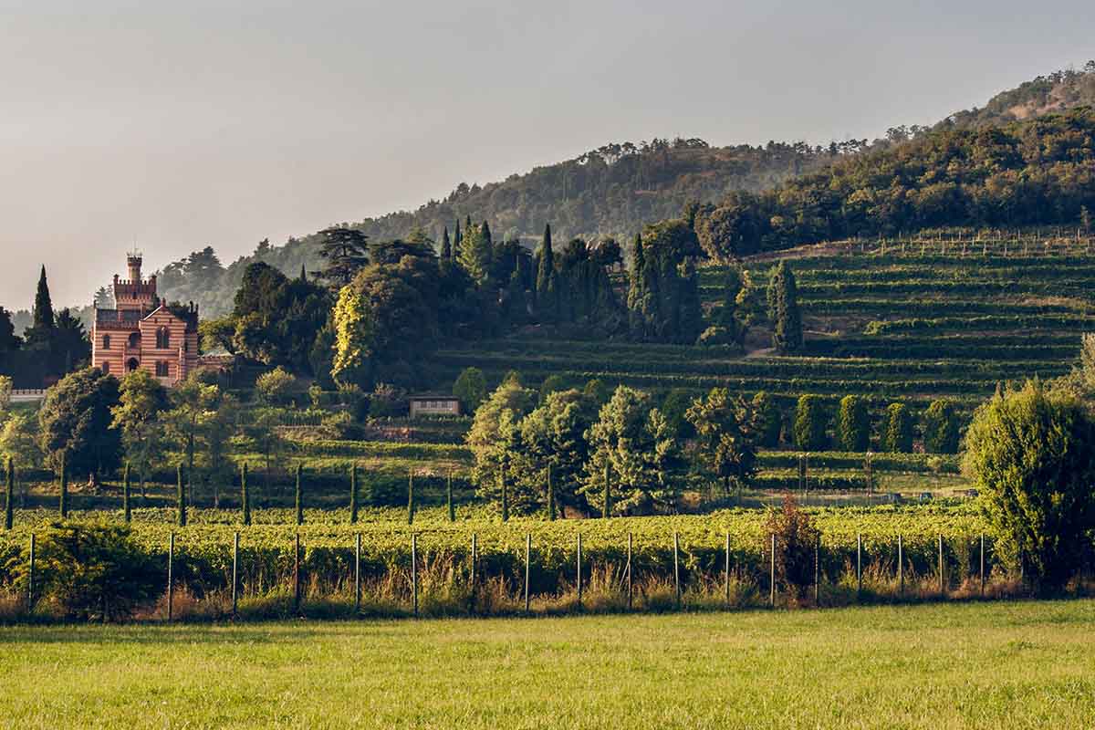 The vineyards of Castello Bonomi