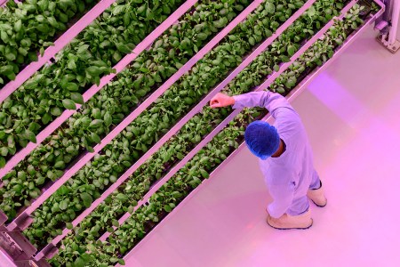 How Indoor Farming Will Forever Change the Way We Grow and Eat Food