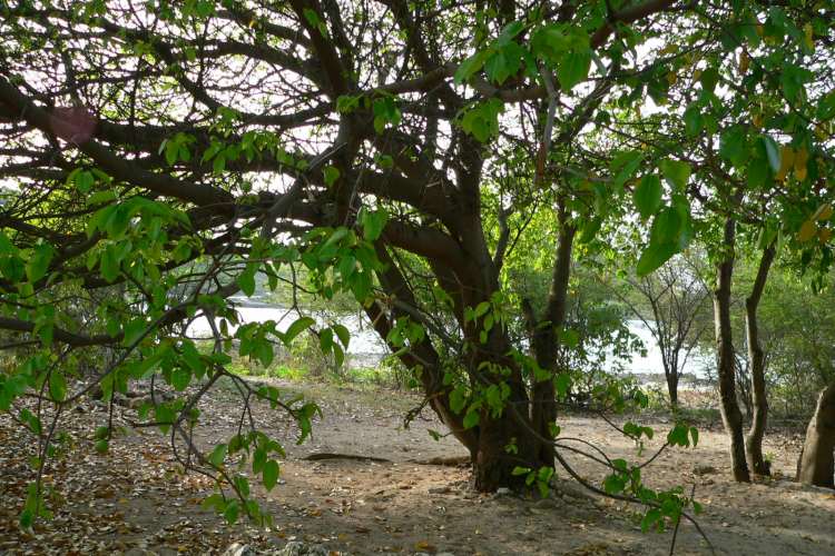 Manchineel tree
