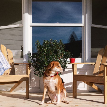 A dog sitting on a porch between two Adirondack chairs, at Wylder Windham