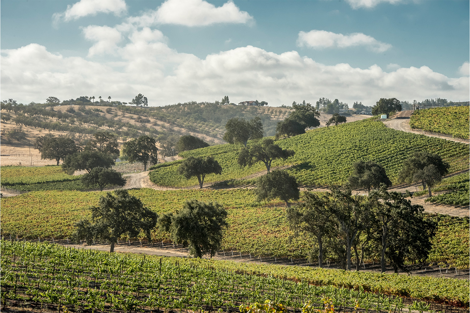 A vineyard in Paso Robles with trees dotting the hillside under a blue sky with white clouds