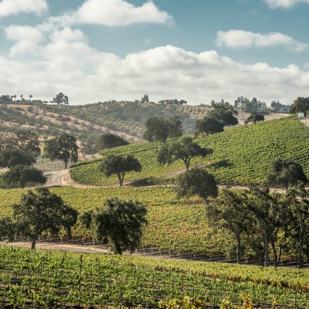 A vineyard in Paso Robles with trees dotting the hillside under a blue sky with white clouds