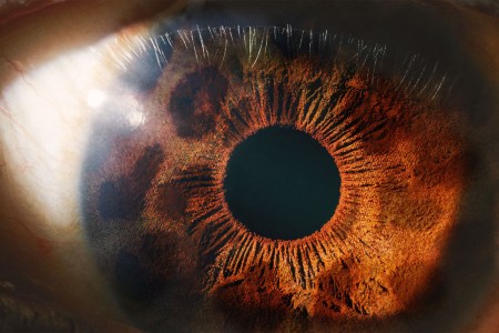 A close-up photo of a human eye with animal print in the iris.