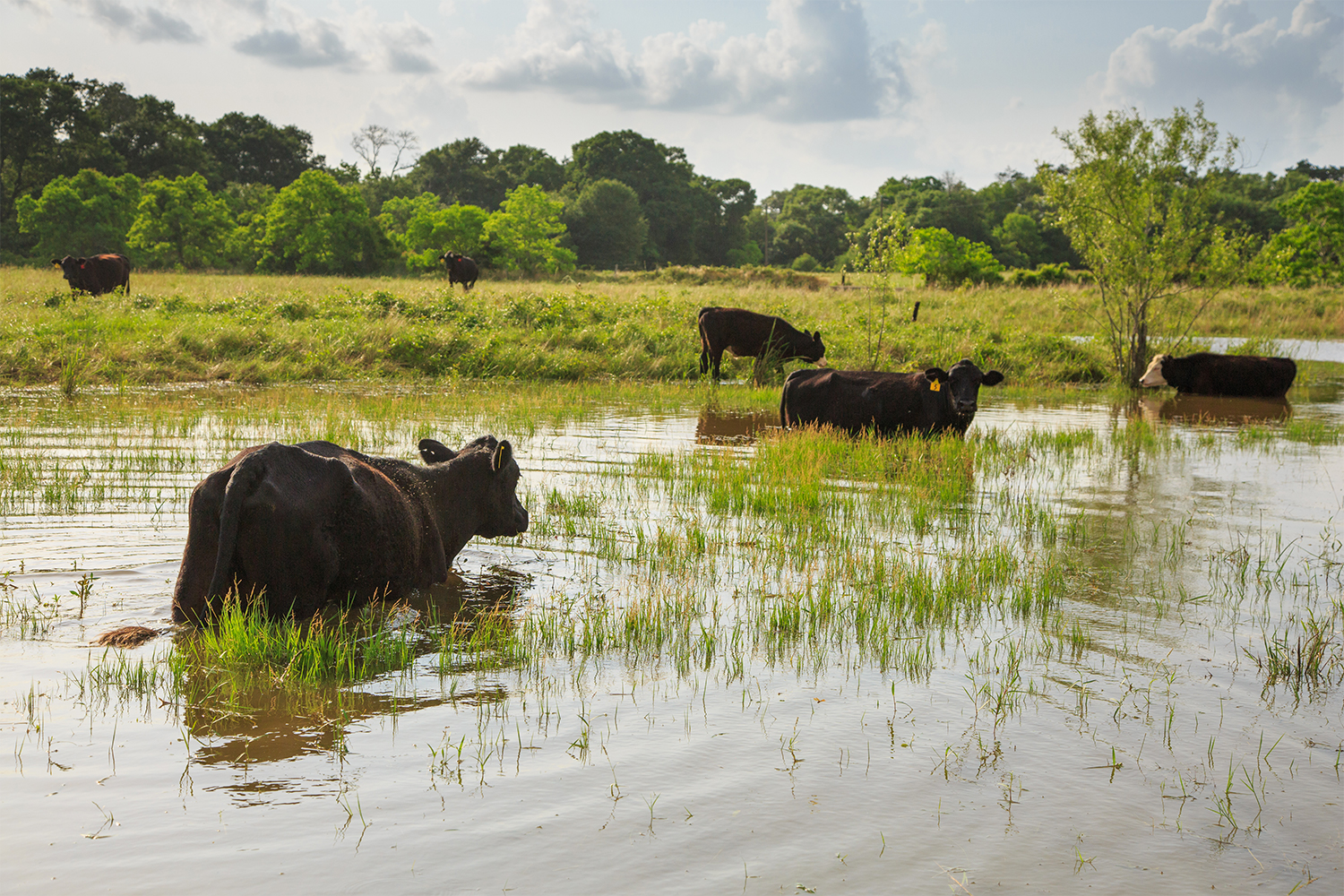 The cattle on the 350-acre property owned by BlissWood Bed and Breakfast Ranch