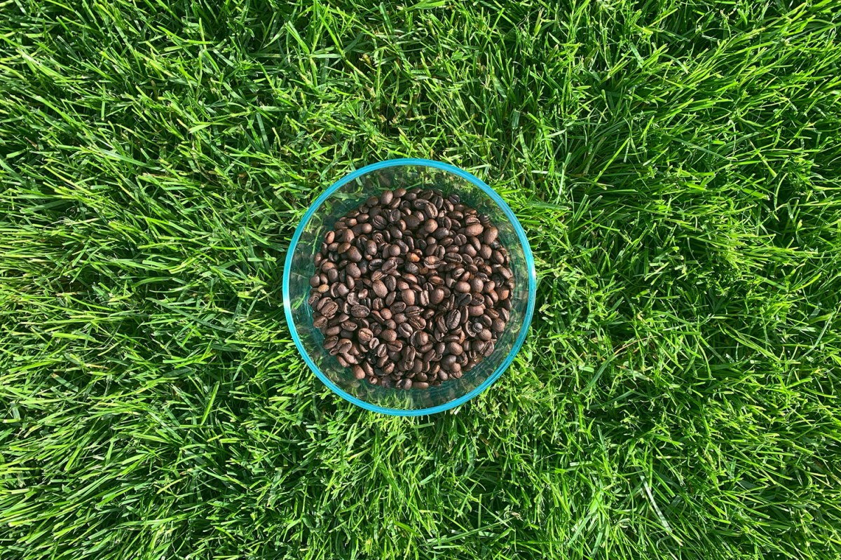 Coffee beans in container on grass