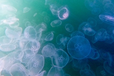 Luminescent jellyfish floating along in the ocean.