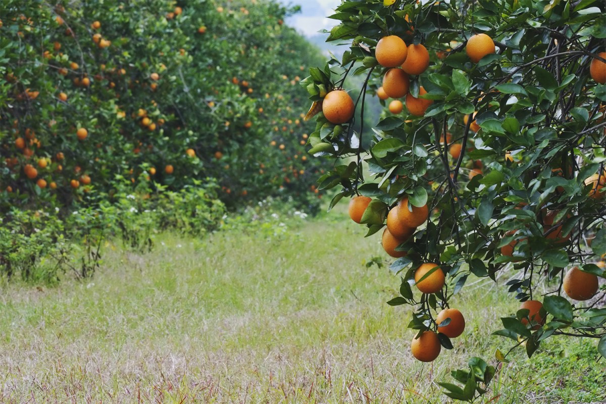 Oranges on trees in a grove in Orlando, Florida. The state's crop is expected to be the lowest in decades due to citrus greening.