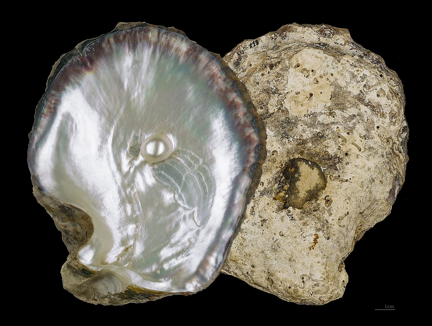 Pearl oyster