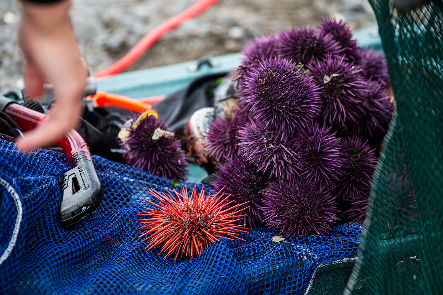 A purple sea urchin harvest on Van Damme Beach just south of Mendocino