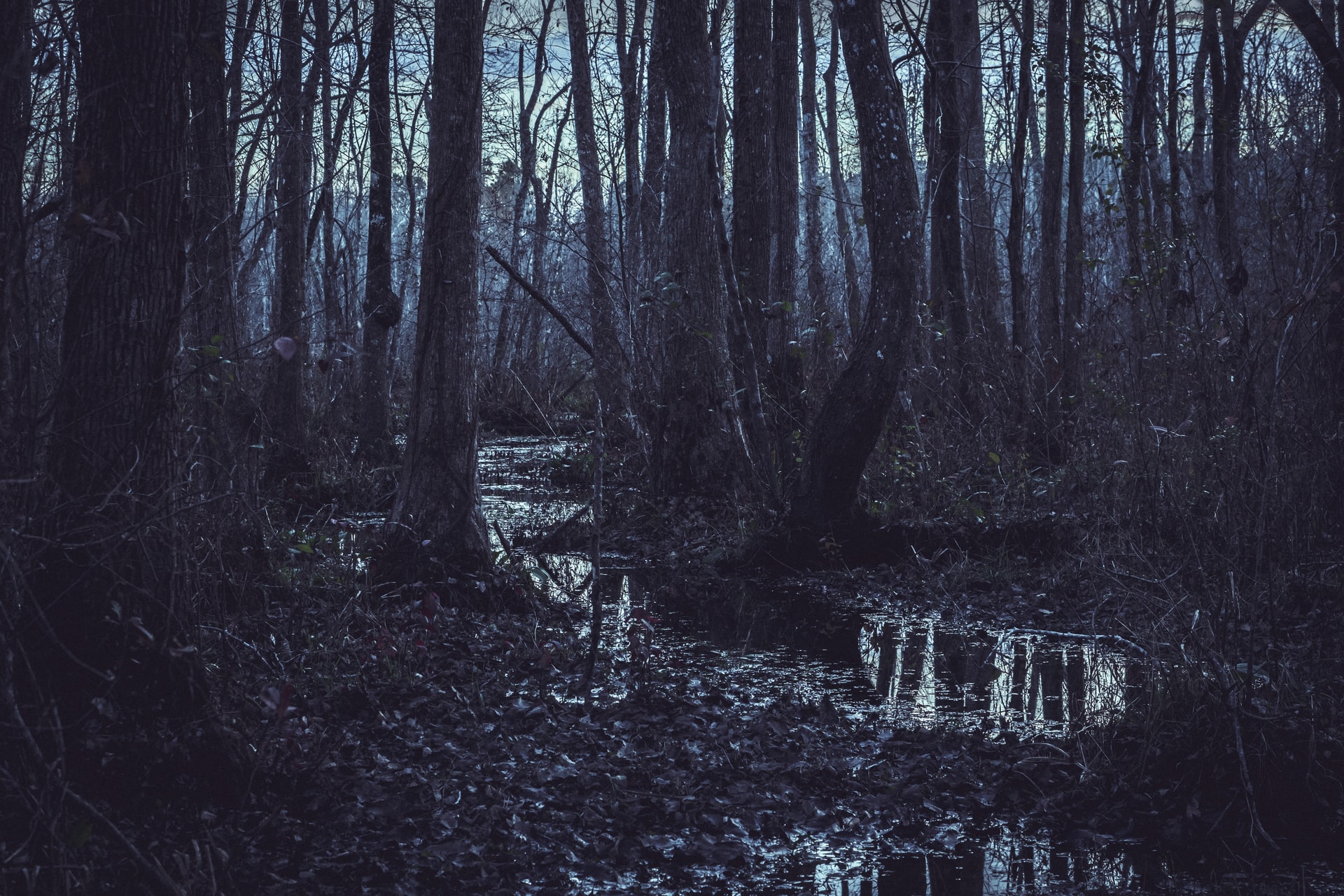 A dark photo of swampland, with water in the middle and trees surrounding it