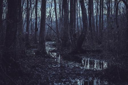 A dark photo of swampland, with water in the middle and trees surrounding it